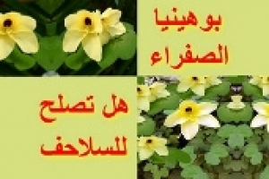 هل البوهينيا الصفراء آمنة للسلاحف