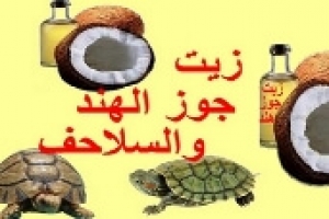 زيت جوز الهند والسلاحف: الفوائد والمخاطر وطريقة الاستخدام الآمنة