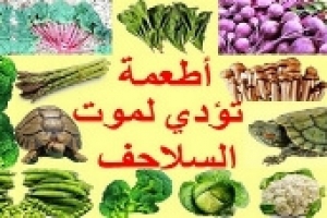 أطعمة تؤدي إلى موت السلاحف: الأخطر وما يجب تجنّبه في تغذية السلاحف