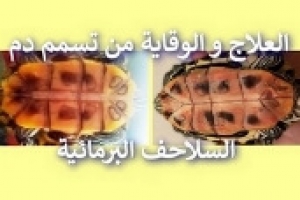 العلاج والوقاية من مرض إنتان الدم عند السلاحف البرمائية 