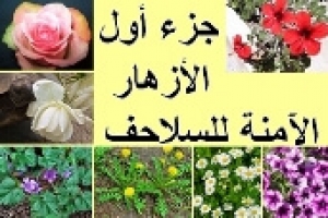 أزهار شهية لسلاحفك — جزء أول: دليل شامل للأنواع الآمنة والمغذية