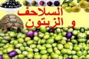 هل تستطيع السلاحف أكل الزيتون؟ فوائد ومخاطر الزيتون ومكوناته للسلاحف