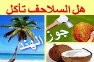 هل السلاحف تأكل جوز الهند؟ فوائد ومخاطر جوز الهند على السلاحف