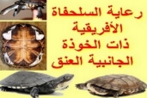 رعاية السلحفاة الأفريقية ذات الخوذة 
