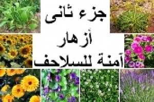 أزهار آمنة للسلاحف — جزء ثاني: خيارات مغذية ومتنوعة لسلحفاتك 