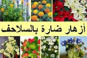 أزهار ضارة بالسلاحف: قائمة أزهار يجب تجنبها للحفاظ على صحة سلحفاتك