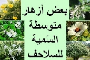 أزهار سامة متوسطة الخطورة للسلاحف: تسبب اضطرابات صحية يجب تجنبها