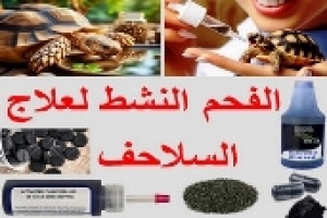 الفحم المنشط للسلاحف | متى يُستخدم وكيف يساعد في حالات التسمم؟